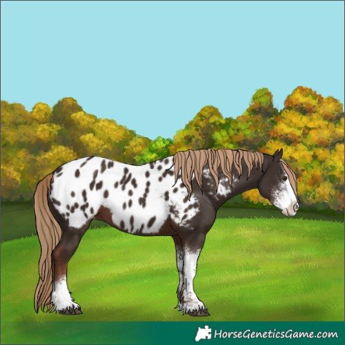 Horse Color:Liver Chestnut Sabino Appaloosa 