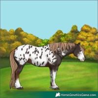 Horse Color:Liver Chestnut Sabino Blanket 