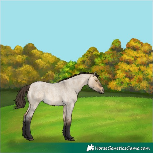 Horse Color:Buckskin Roan Dun 