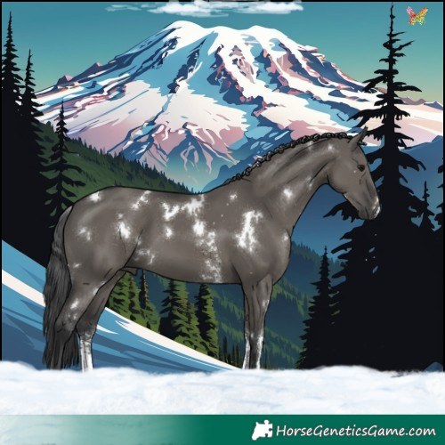 Horse Color:White Spotted Grullo Sabino 