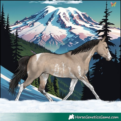 Horse Color:Brown Dun Sabino Tobiano 