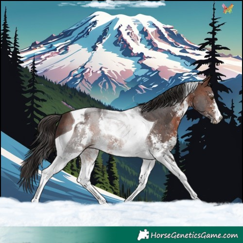 Horse Color:Brown Sabino Tobiano 