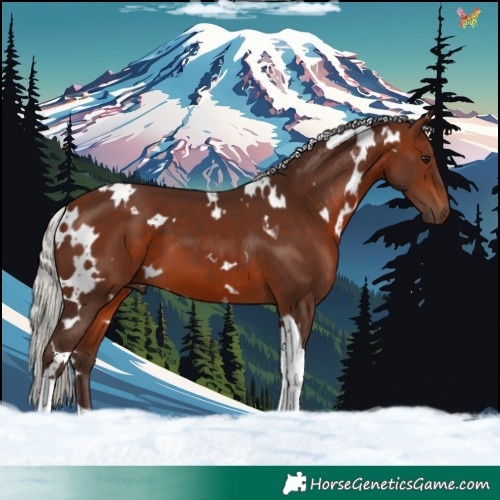 Horse Color:White Spotted Silver Brown Tobiano 