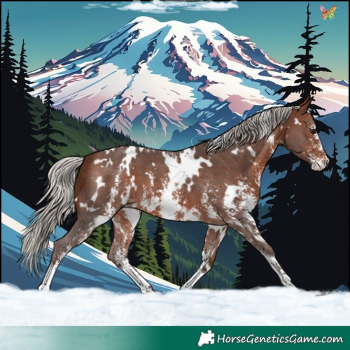 Horse Color:White Spotted Silver Brown Sabino 