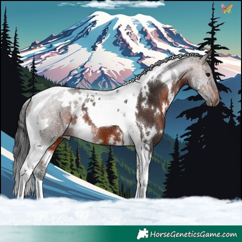 Horse Color:White Spotted Brown Tobiano 