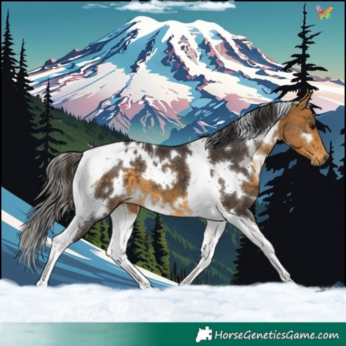 Horse Color:White Spotted Buckskin Tobiano 