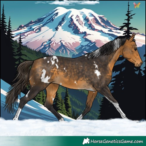 Horse Color:White Spotted Buckskin Tobiano 