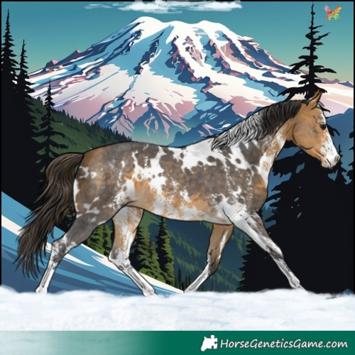 Horse Color:White Spotted Buckskin Sabino 