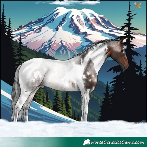 Horse Color:White Spotted Brown Tobiano 
