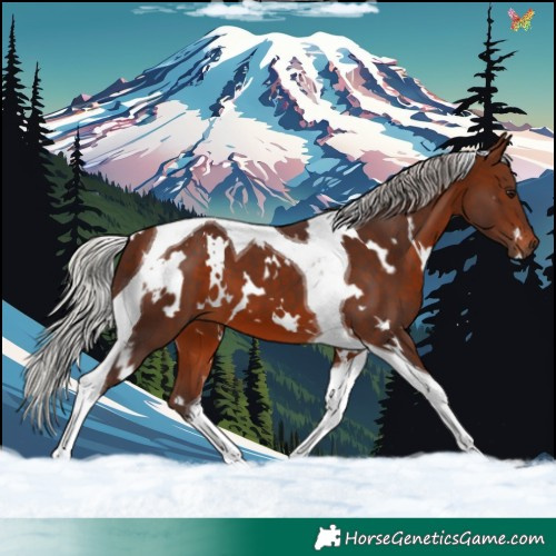 Horse Color:White Spotted Silver Brown Tobiano 