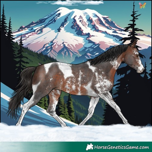 Horse Color:Brown Sabino Tobiano 