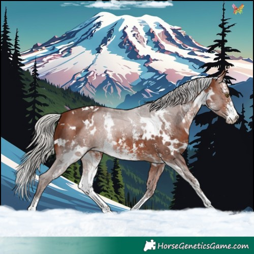 Horse Color:White Spotted Silver Brown Sabino 