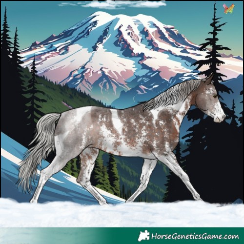 Horse Color:Silver Brown Sabino Tobiano Rabicano 