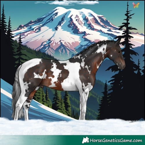 Horse Color:White Spotted Brown Tobiano 