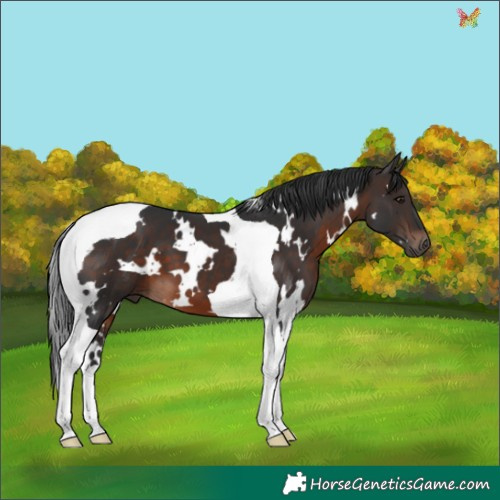 Horse Color:White Spotted Brown Tobiano 