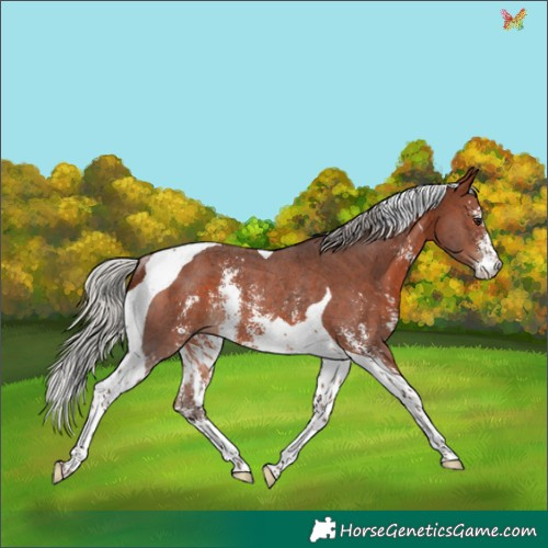 Horse Color:Silver Brown Sabino Tobiano Rabicano 