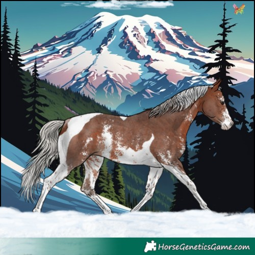 Horse Color:Silver Brown Sabino Tobiano Rabicano 