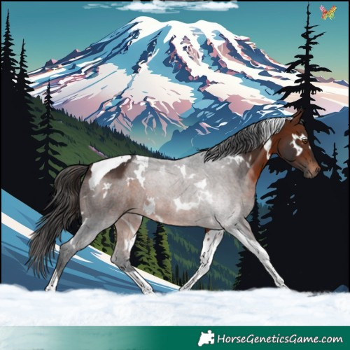 Horse Color:White Spotted Brown Tobiano 