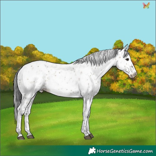 Horse Color:Brown Dun Sabino Rabicano 