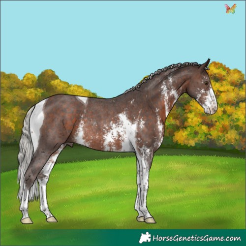 Horse Color:Silver Brown Sabino Tobiano Rabicano 