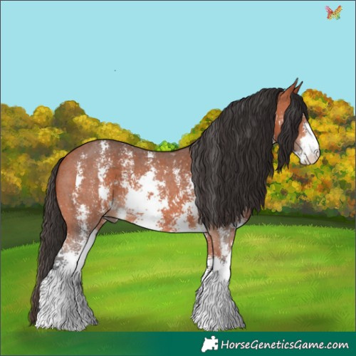 Horse Color:Bay Sabino 