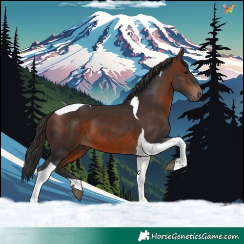 Horse Color:Brown Tobiano 