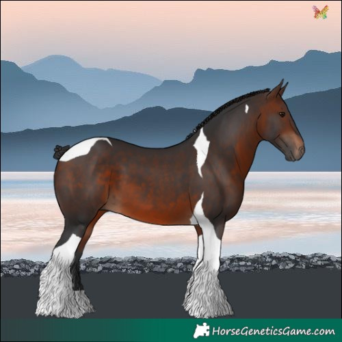 Horse Color:Brown Tobiano 