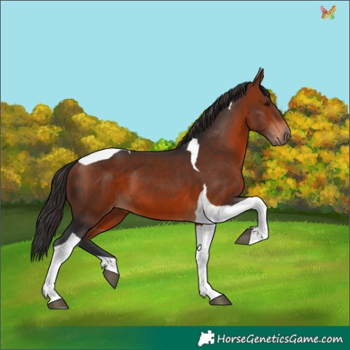 Horse Color:Brown Tobiano 