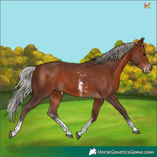 Horse Color:Silver Brown Sabino 