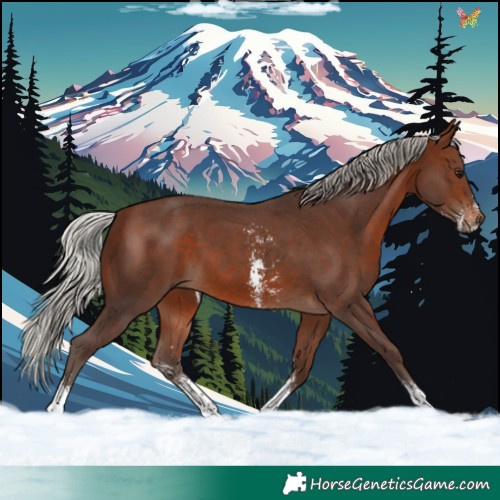 Horse Color:Silver Brown Sabino 