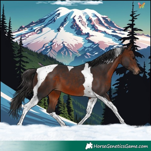Horse Color:Brown Tobiano 