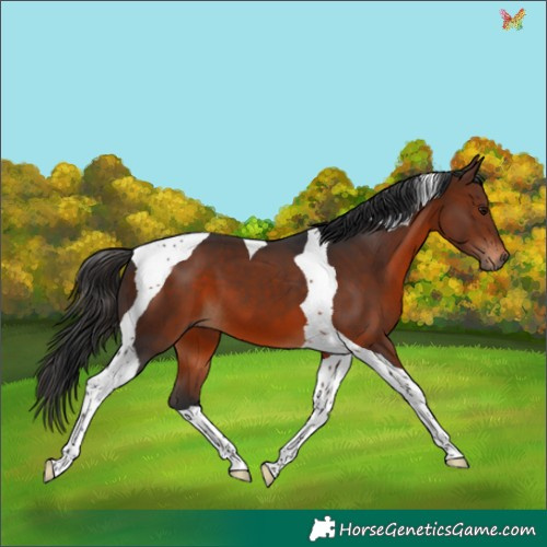 Horse Color:Brown Tobiano 