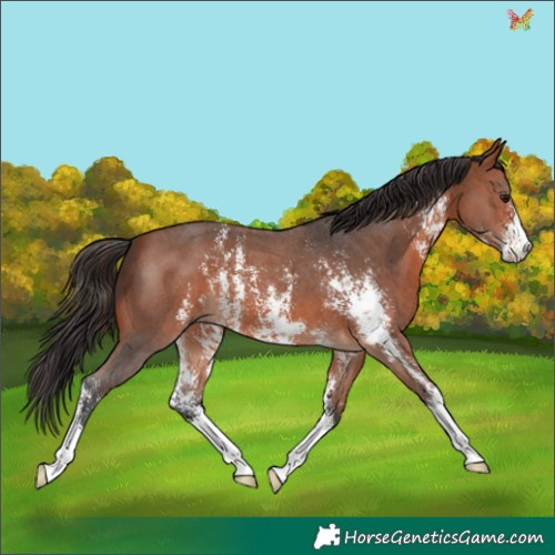 Horse Color:Bay Sabino 