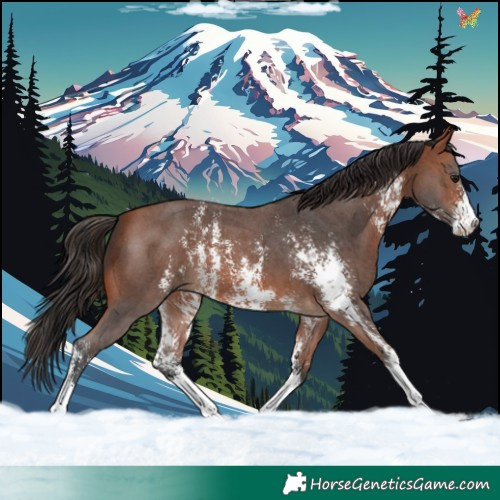 Horse Color:Bay Sabino 