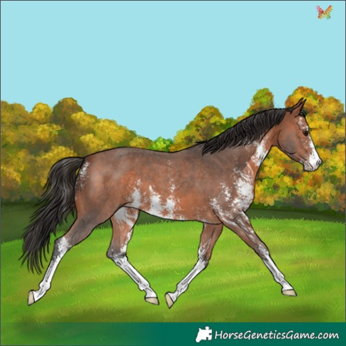 Horse Color:Bay Sabino 