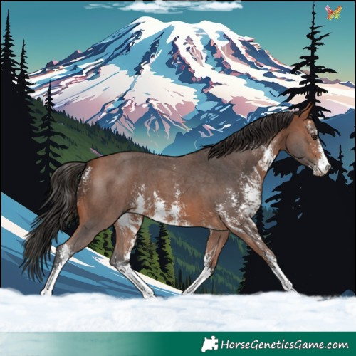 Horse Color:Bay Sabino 