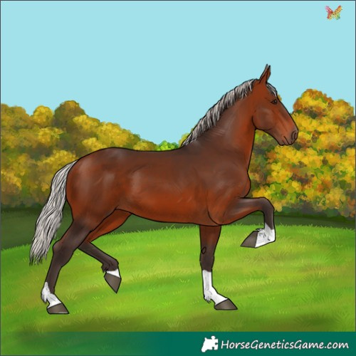 Horse Color:Silver Brown Tobiano 
