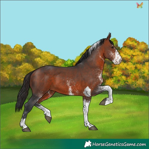Horse Color:White Spotted Brown Tobiano 