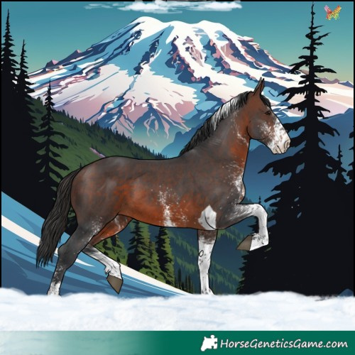 Horse Color:White Spotted Brown Tobiano 