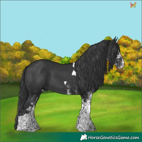 Horse Color:White Spotted Black Tobiano 
