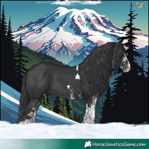Horse Color:White Spotted Black Tobiano 
