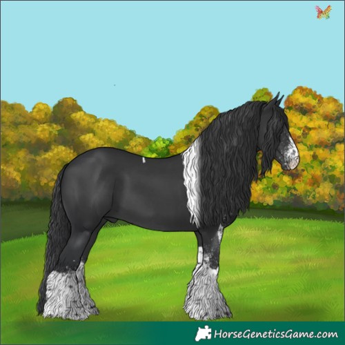 Horse Color:White Spotted Black Tobiano 