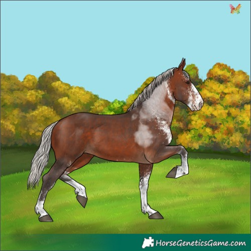 Horse Color:White Spotted Silver Brown Tobiano 