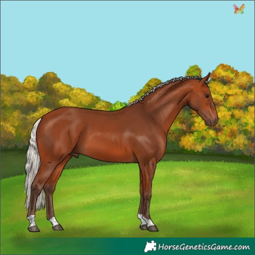 Horse Color:Silver Bay Tobiano 