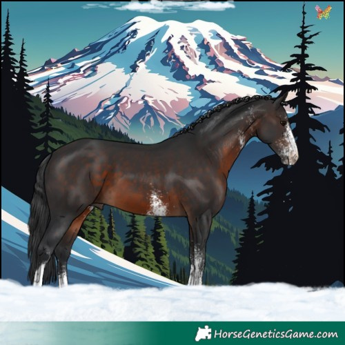 Horse Color:White Spotted Brown Tobiano 