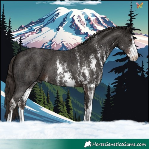 Horse Color:Liver Chestnut Ice Sabino 