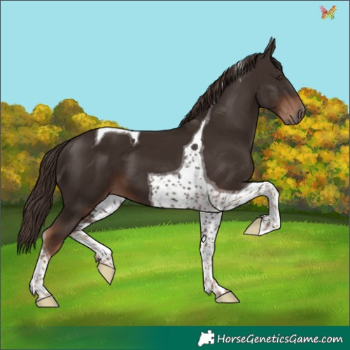 Horse Color:Liver Chestnut Tobiano 