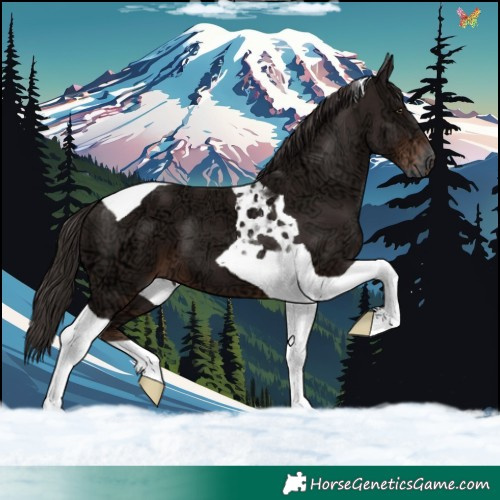Horse Color:Liver Chestnut Ice Tobiano 