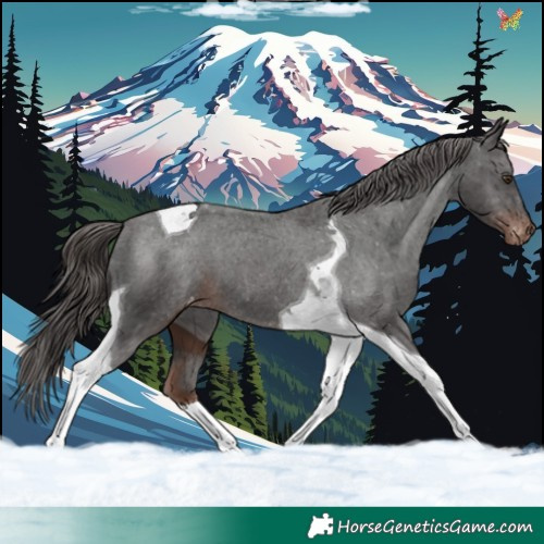 Horse Color:Liver Chestnut Tobiano Appaloosa 