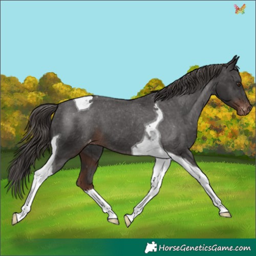 Horse Color:Liver Chestnut Tobiano Appaloosa 